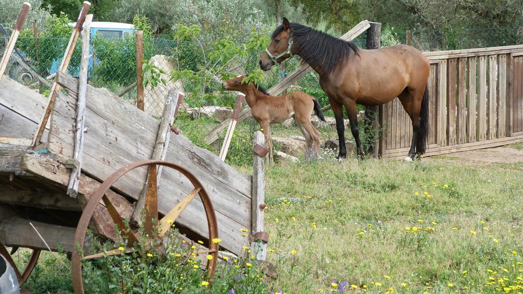 Willa Quinta Entre Rios Mirandela Zewnętrze zdjęcie